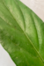 Anthurium Solitarium - comprar online