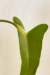 Anthurium Zappiae - comprar online