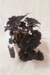 Begonia 'dark mambo'