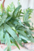 Phlebodium Aureum 'Blue Star' - comprar online