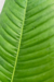 Philodendron Campii - comprar online