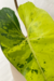 Philodendron Ilsemanii - comprar online