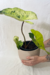 Philodendron Ilsemanii - loja online