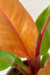 Philodendron Red Sun - comprar online