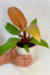 Philodendron Red Sun - Conta Gota