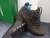 Bota Pegada Trekking 150354-02 Cravo - comprar online