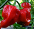 Sementes De Pimenta Red Habanero: 40 Sementes