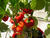 Sementes De Pimenta Jamaican Red: 20 Sementes - comprar online