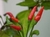 Sementes De Pimenta Malaguetinha: 30 Sementes