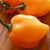 Sementes De Pimenta Orange Habanero: 20 Sementes
