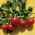 Sementes De Pimenta Bode Vermelha: 40 Sementes - Pimentas Artesanais: Encontre Tudo Sobre Pimentas - Sementes de Pimenta 