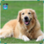 Par de calcetas Golden Retriever Doble Vista en internet