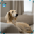 Par de calcetas Italian Greyhound Doble Vista en internet