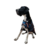 Abrigo Para Mascota Turquose Coat - comprar en línea
