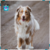 Par de calcetas Australian Shepherd doble vista en internet