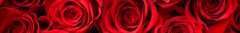 Banner da categoria Rosas