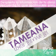 Banner de la categoría TAMEANA