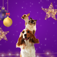 Banner da categoria Pets