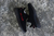 Adidas Yeezy Boost 350 V2 "Black Red" - Estilo Boleiro