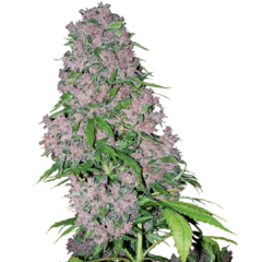 PURPLE BUD FEM x3 semillas