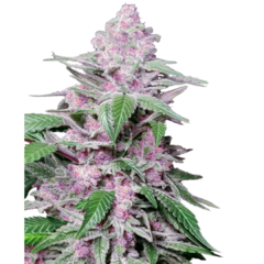 PURPLE COOKIE KUSH FEM X3 semillas