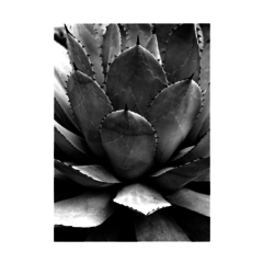 QUADRO AGAVE