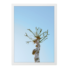 QUADRO ABSTRACT TREE - corah.store