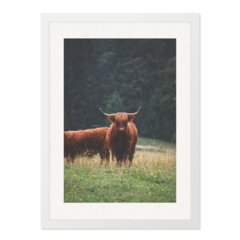 QUADRO WILD BULL - corah.store