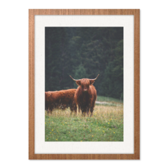 QUADRO WILD BULL - loja online