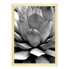 QUADRO AGAVE