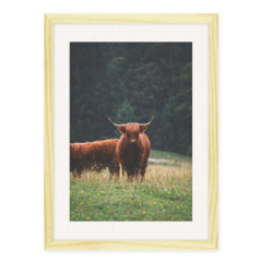 QUADRO WILD BULL