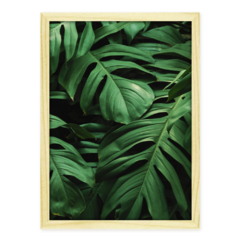 QUADRO MONSTERA III