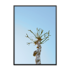 QUADRO ABSTRACT TREE - comprar online