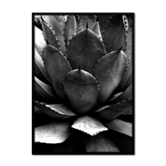 QUADRO AGAVE - comprar online