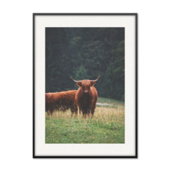 QUADRO WILD BULL - comprar online