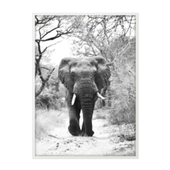 QUADRO ELEFANTE - comprar online