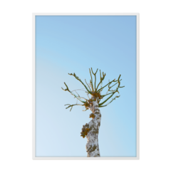 QUADRO ABSTRACT TREE - comprar online