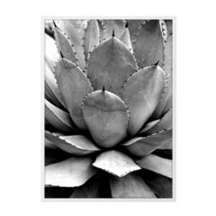 QUADRO AGAVE - comprar online