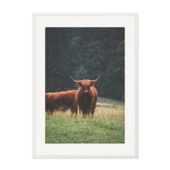 QUADRO WILD BULL - comprar online