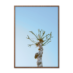 QUADRO ABSTRACT TREE - corah.store