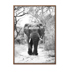 QUADRO ELEFANTE - corah.store