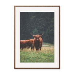 QUADRO WILD BULL - corah.store