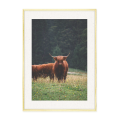 QUADRO WILD BULL - loja online