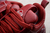 Louis Vuitton Skate "Bordeaux Red" na internet