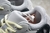 Yeezy Boost 700 Wave Runner "Solid Grey" na internet