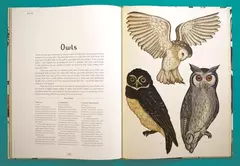 ANIMALIUM - Katie Scott / Jenny Broom -EDITORIAL OCEANO - Sr. Fox librería