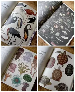 ANIMALIUM - Katie Scott / Jenny Broom -EDITORIAL OCEANO - comprar online