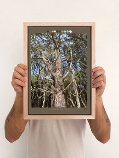 Diego Beyró - Líneas que hacen árboles en internet