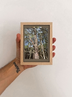 Diego Beyró - Líneas que hacen árboles - comprar online