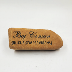 PIEDRA BOJ COMUN (BUXUS SEMPERVIRENS) - comprar online